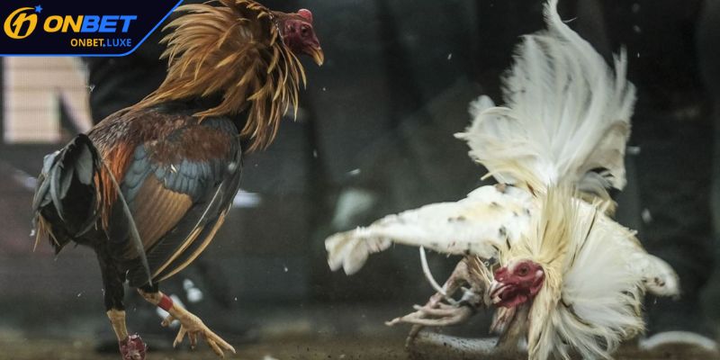 Chất lượng hình ảnh tối ưu