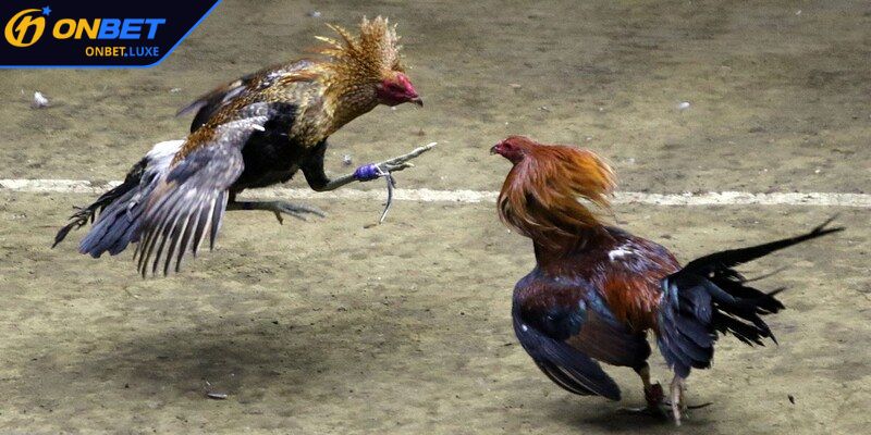 Khám phá các loại kèo cược phổ biến tại sảnh Đá Gà WCF888