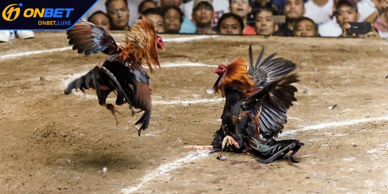 Loại hình cựa tròn hấp dẫn