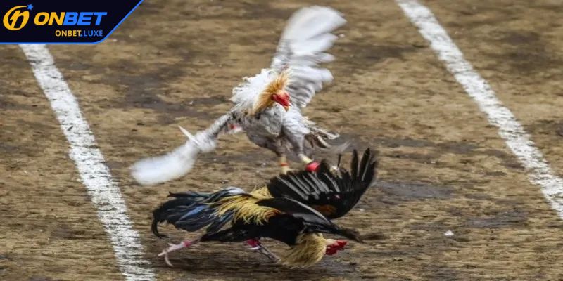 Loại hình Đá Gà Philippines